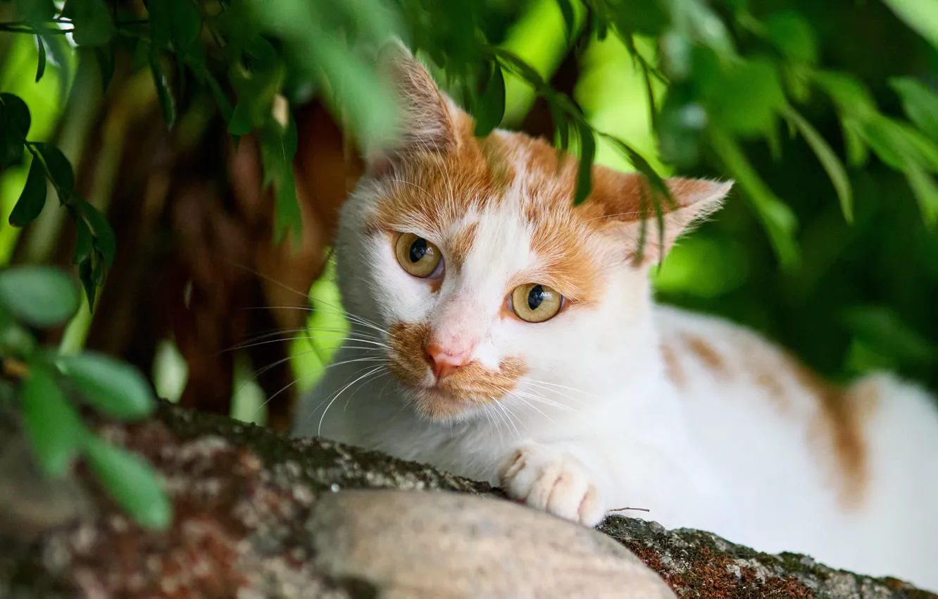 Photo wallpaper cat, cat, look, face, leaves, nature, pose, portrait