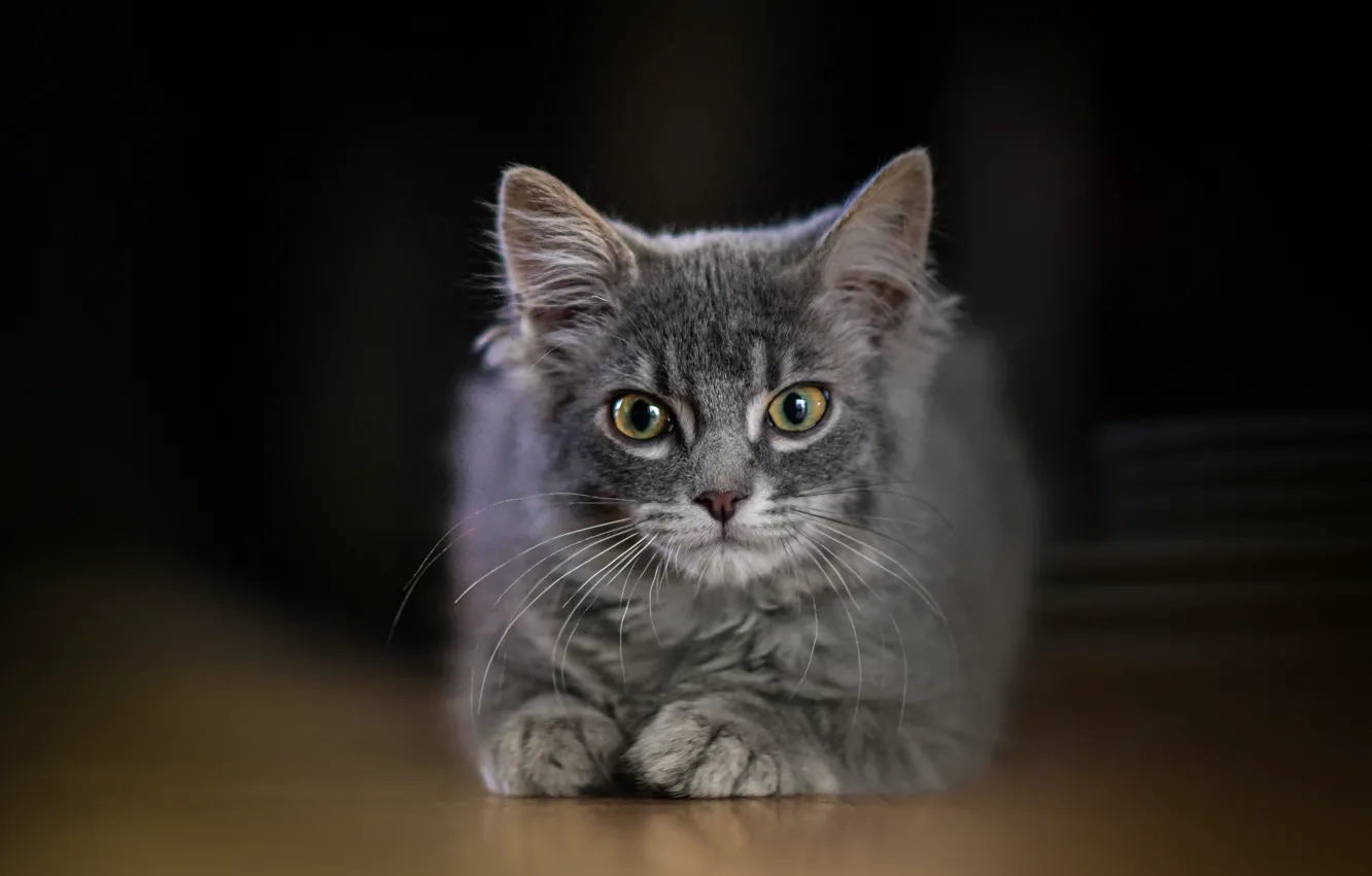 Photo wallpaper cat, cat, look, pose, the dark background, grey, portrait, lies