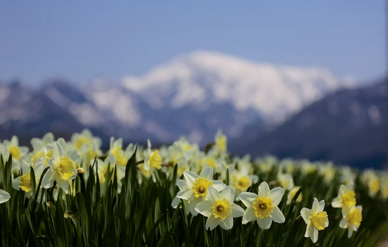 Photo wallpaper flowers, mountains, nature, focus, spring, blur, daffodils
