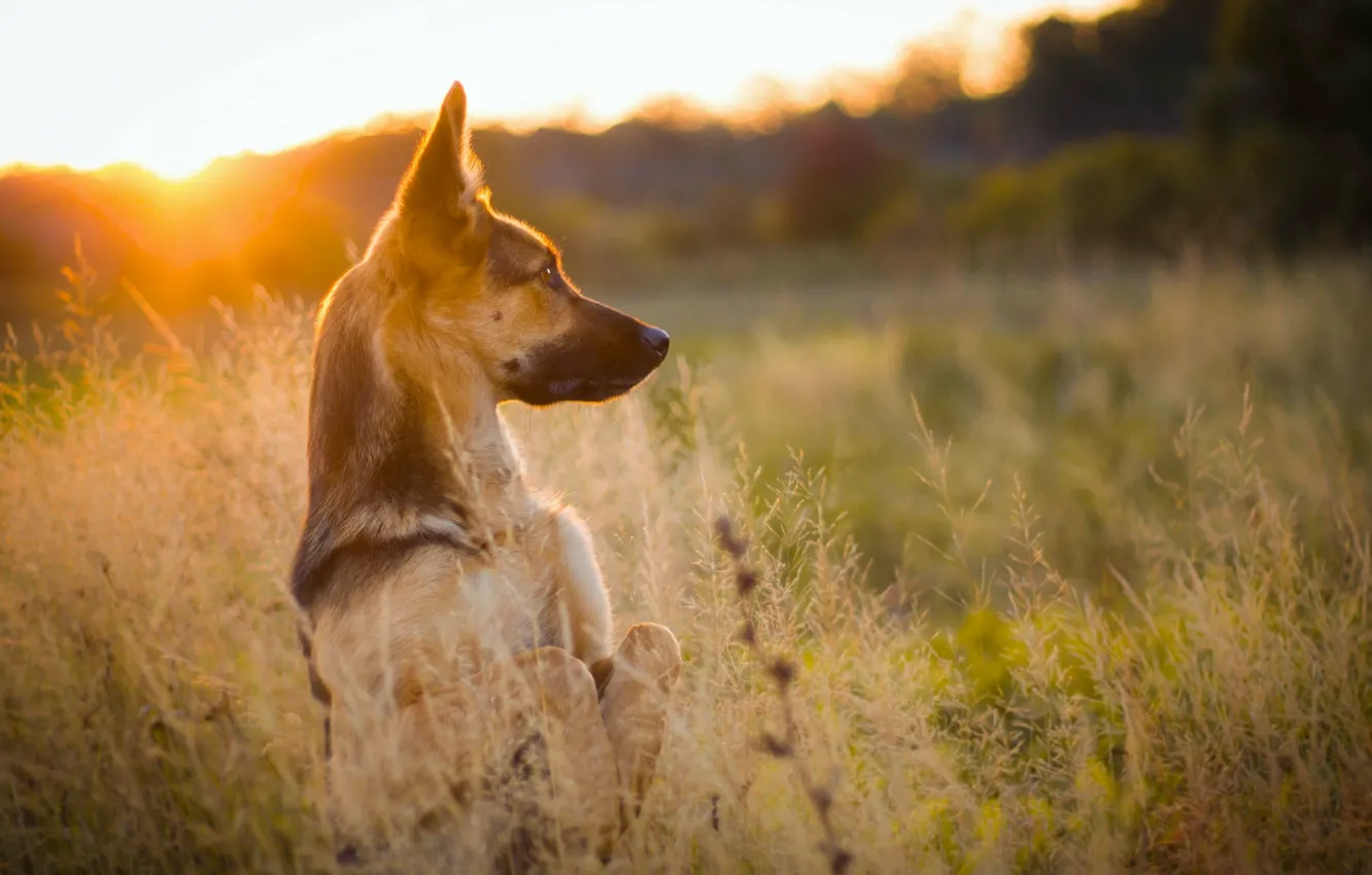 Photo wallpaper grass, sunset, nature, dog, meadow, stand, shepherd