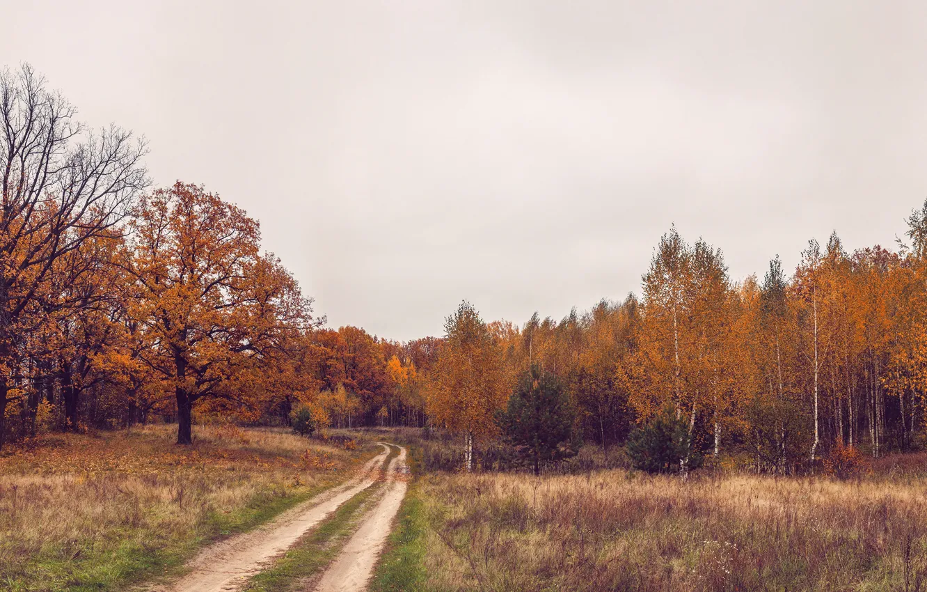 Photo wallpaper road, field, autumn, forest, trees, landscape, space, oak
