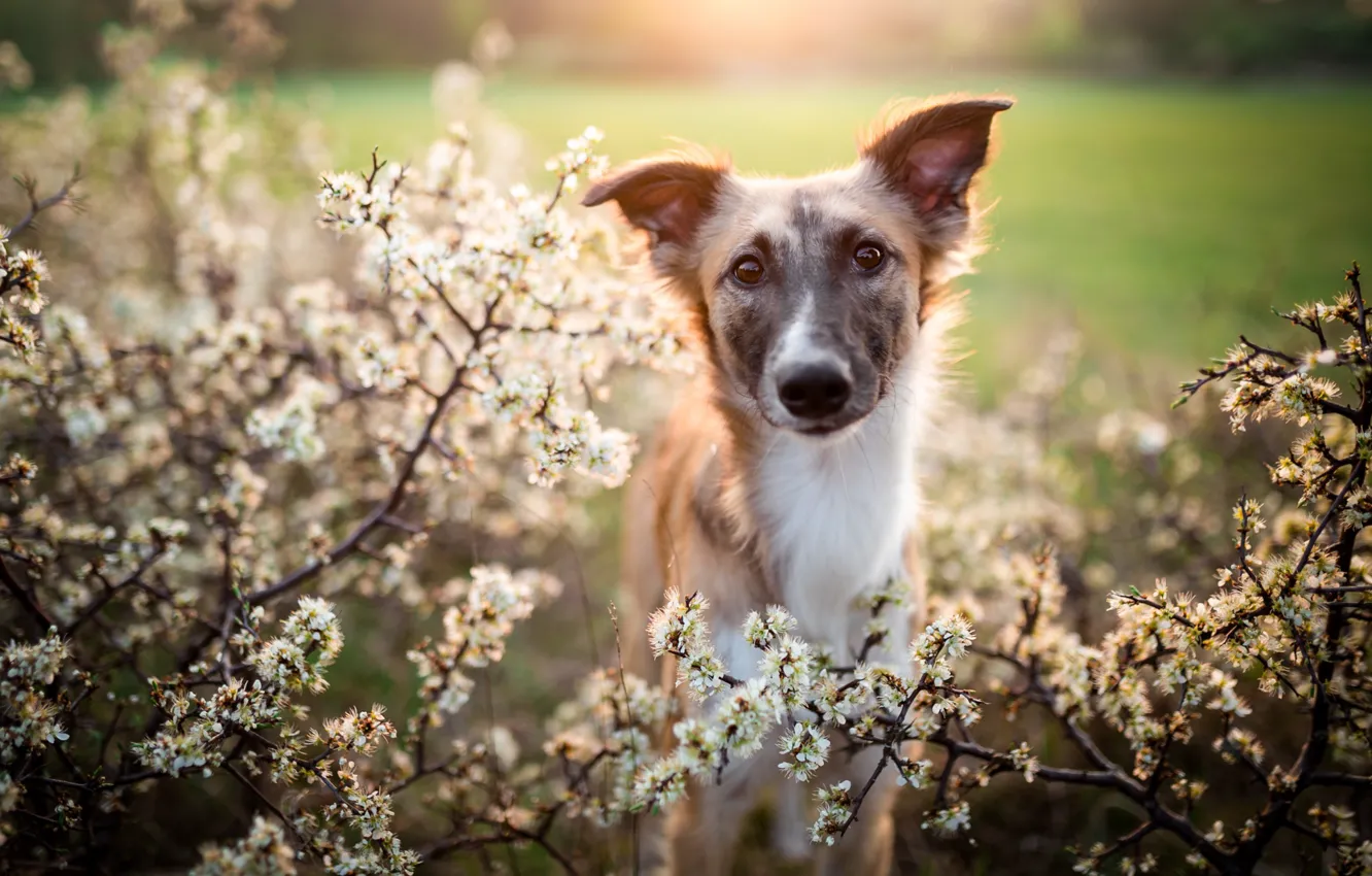 Photo wallpaper look, face, flowers, branches, Park, Bush, dog, spring