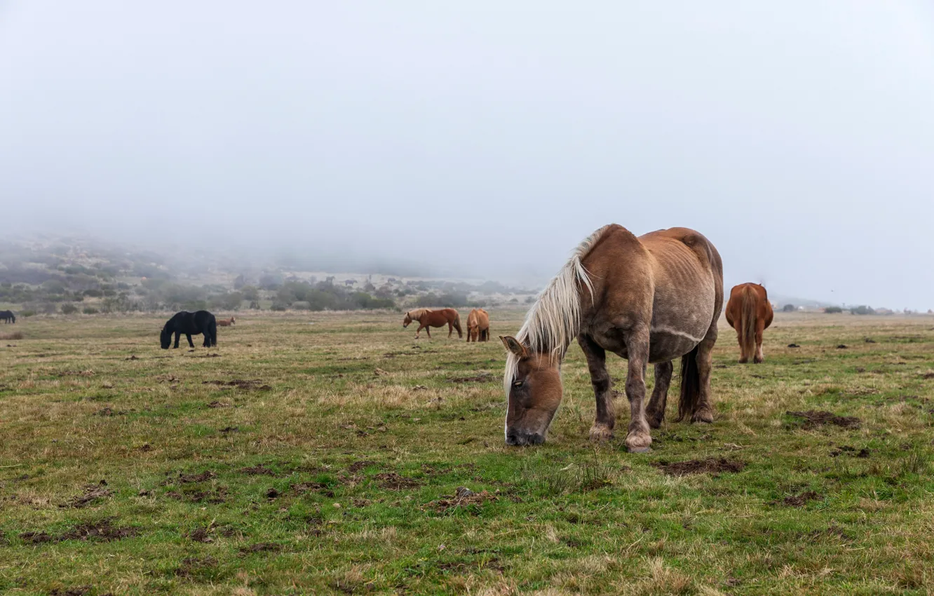 Photo wallpaper nature, fog, field, meadow, grass, horse