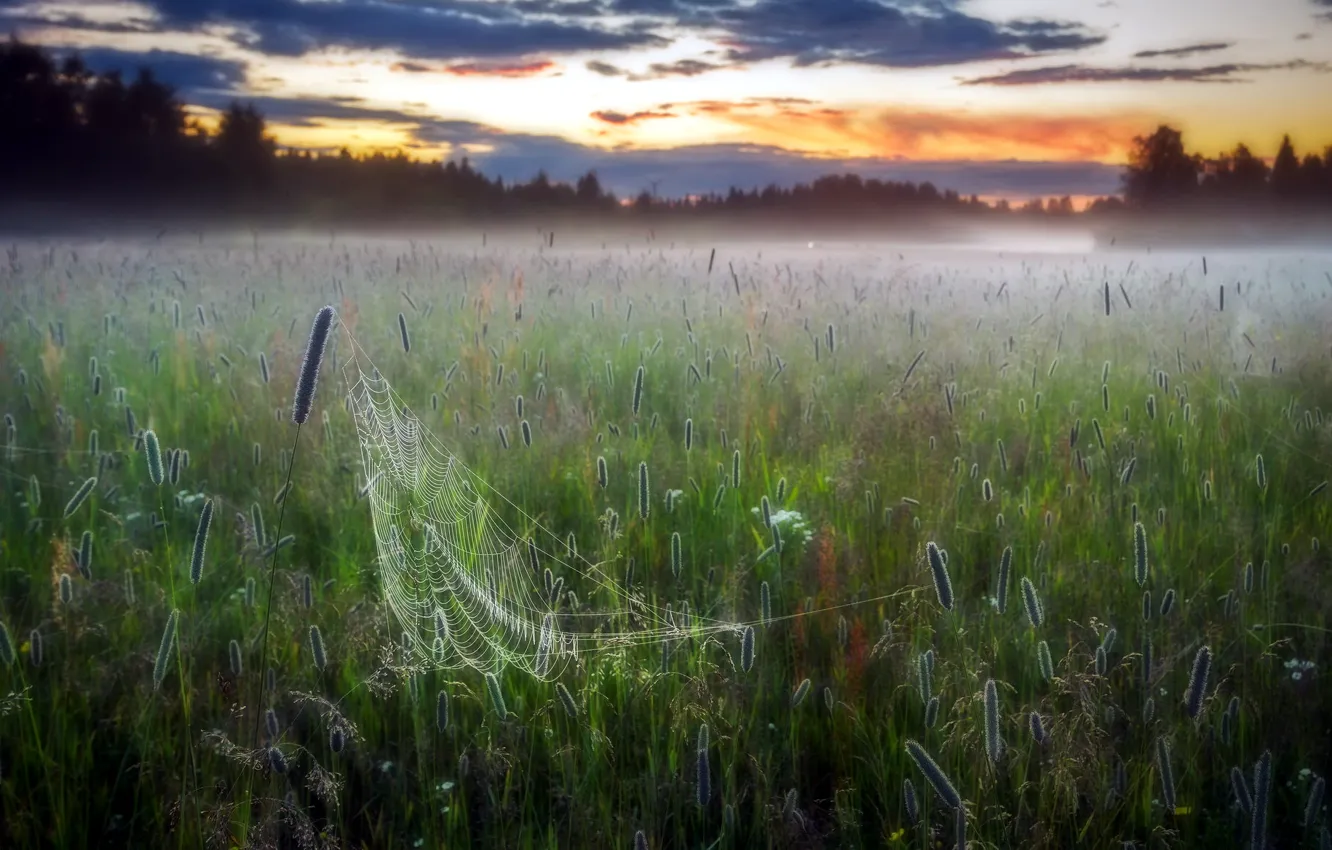 Photo wallpaper field, fog, web