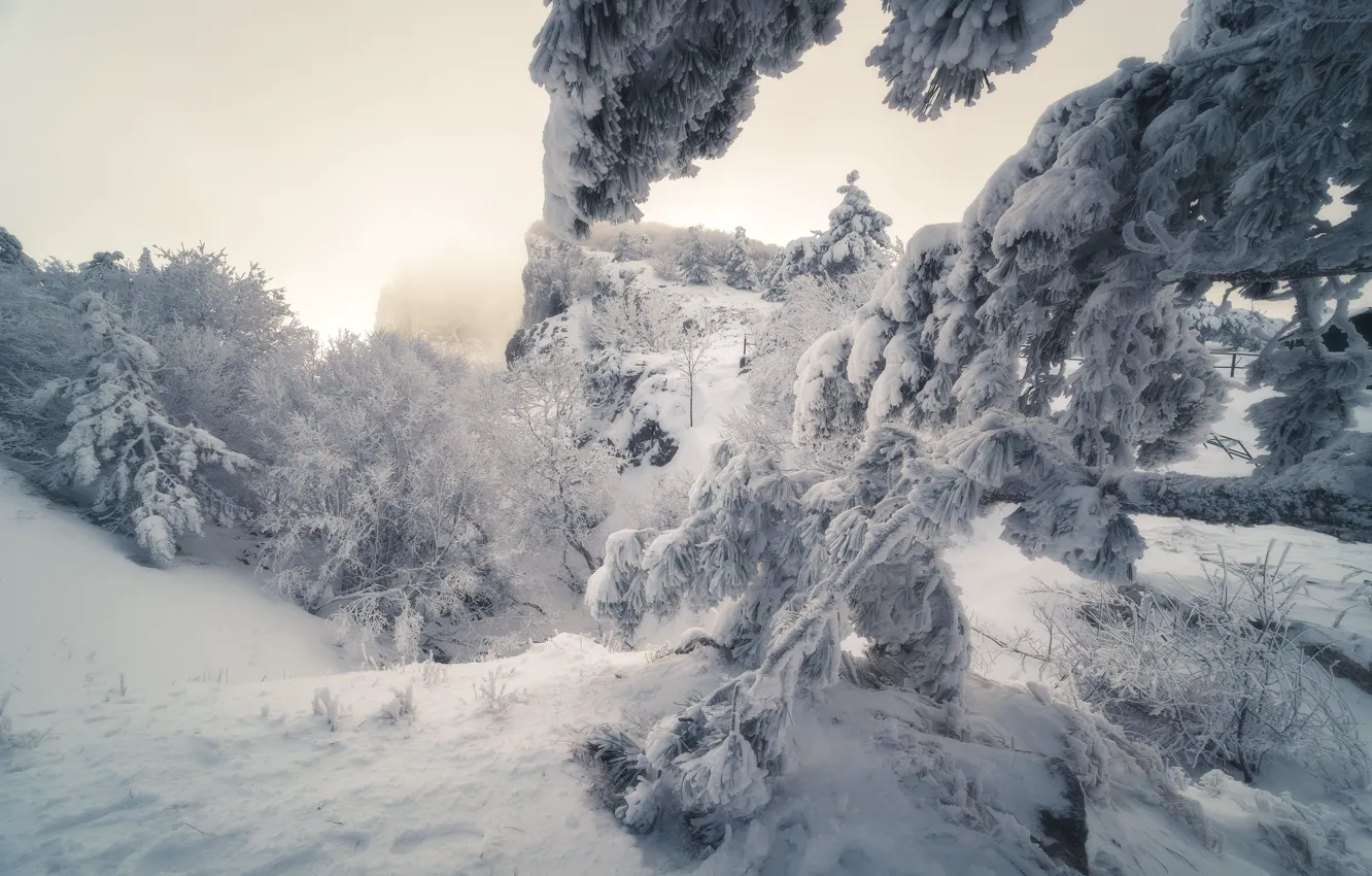 Photo wallpaper snow, trees, Nature, Crimea, AI-Petri