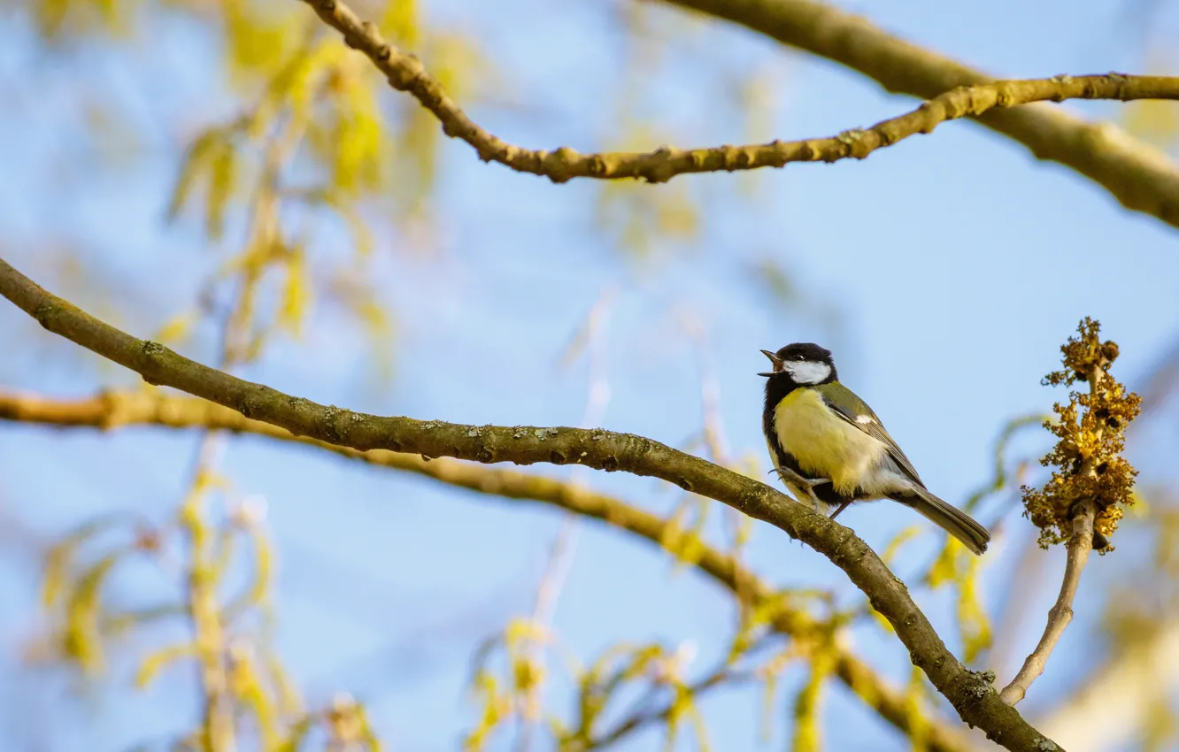 Photo wallpaper the sky, branches, bird, spring, tit