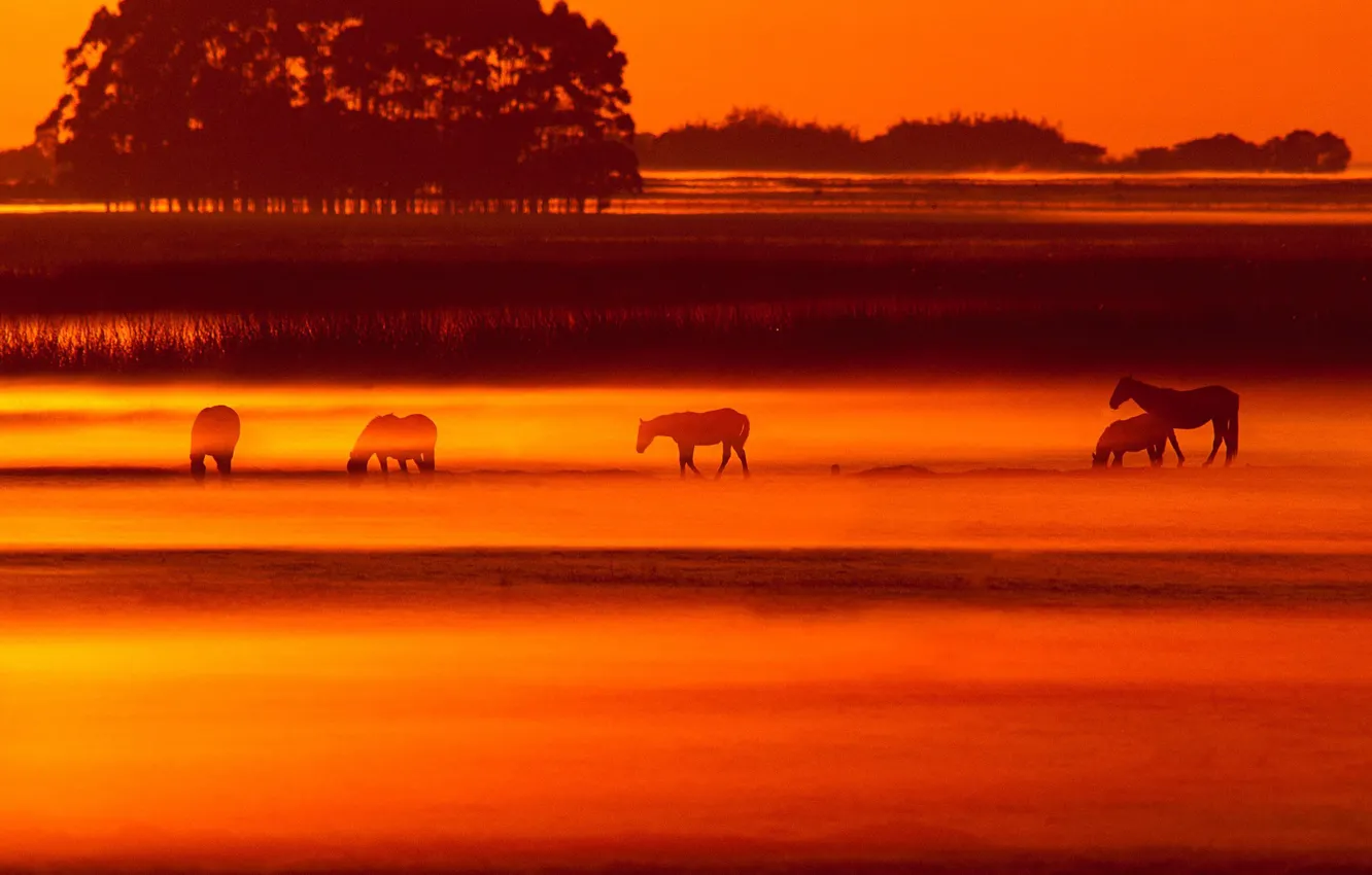 Photo wallpaper animals, sunset, horse, glow, Brazil, Rio Grande do Sul