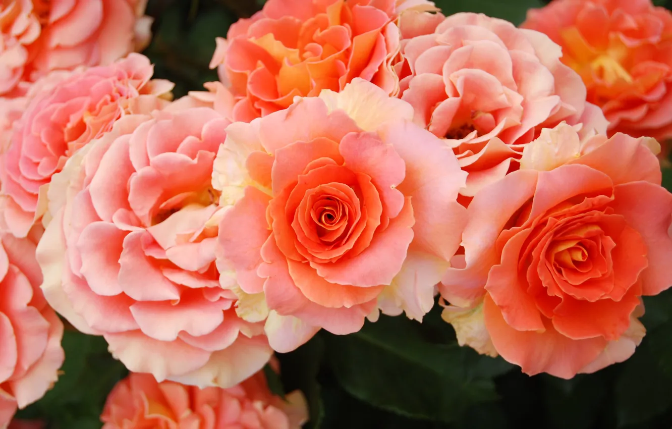 Photo wallpaper roses, the bushes, peach