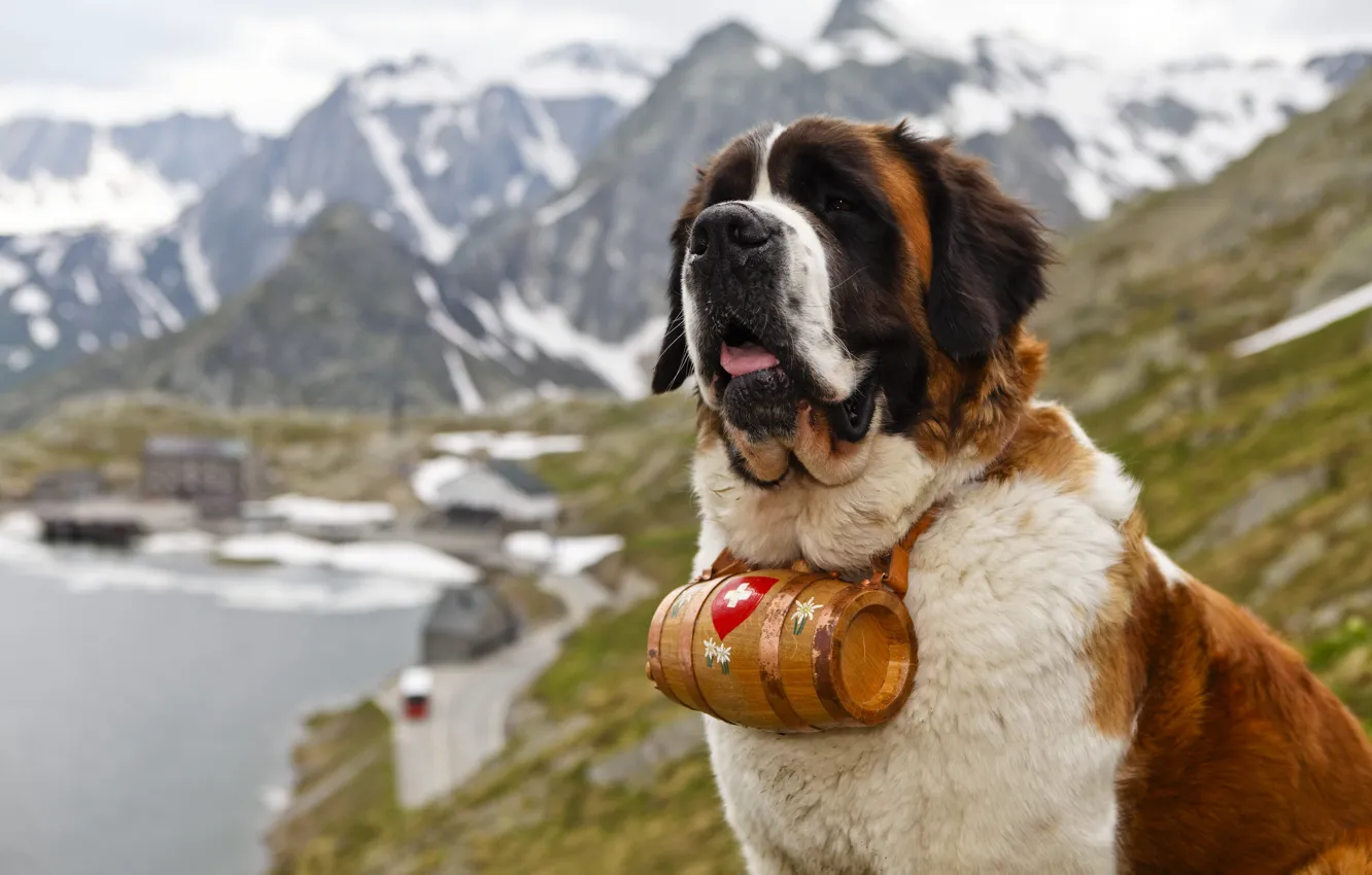 Photo wallpaper mountains, dog, St. Bernard, lifeguard
