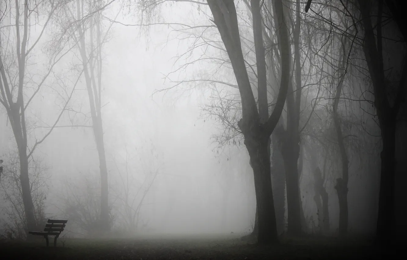 Photo wallpaper fog, Park, bench