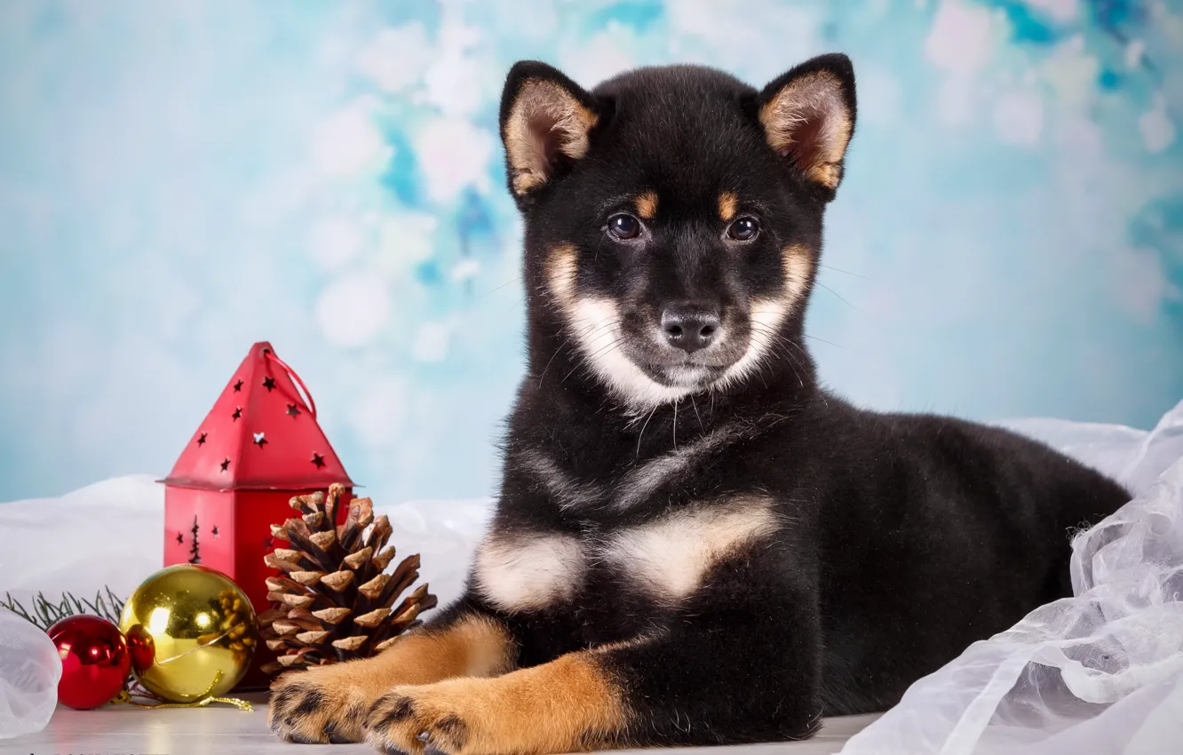 Photo wallpaper dog, puppy, branch berries, flashlight, bumps