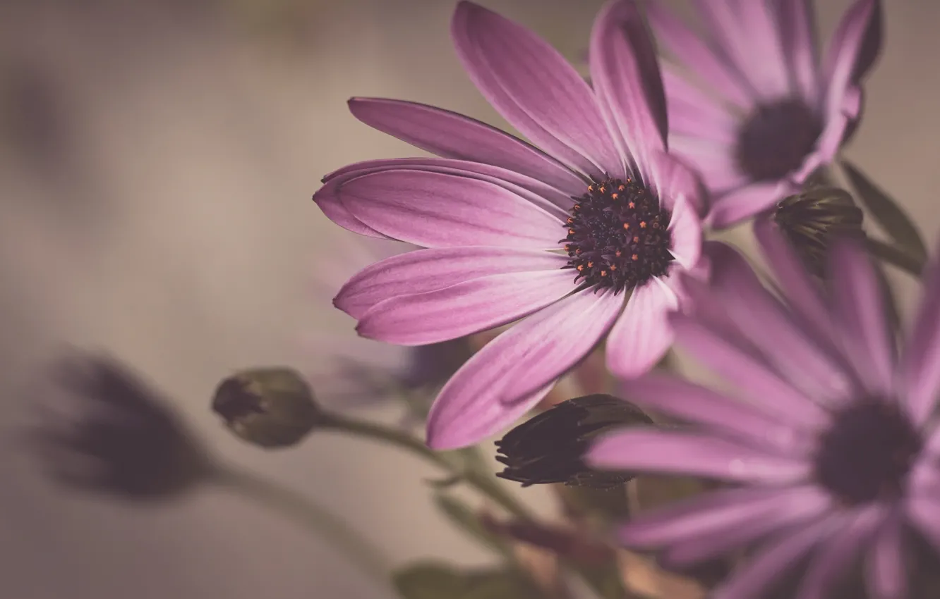 Photo wallpaper macro, flowers, background, bouquet, pink, bokeh, Osteospermum
