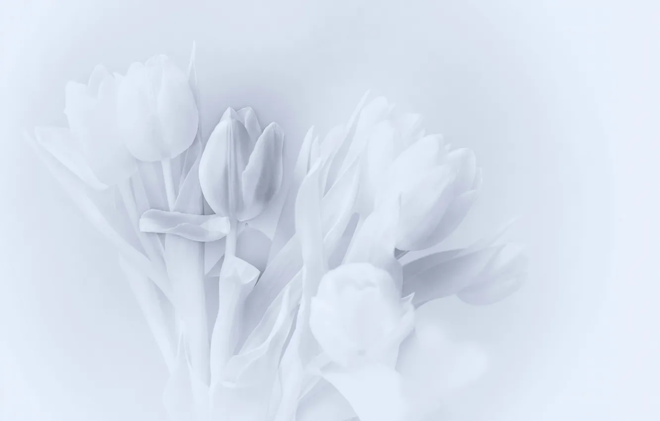 Photo wallpaper background, bouquet, tulips
