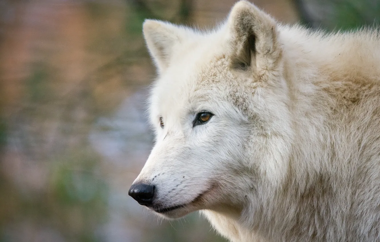 Photo wallpaper white, wolf, wool
