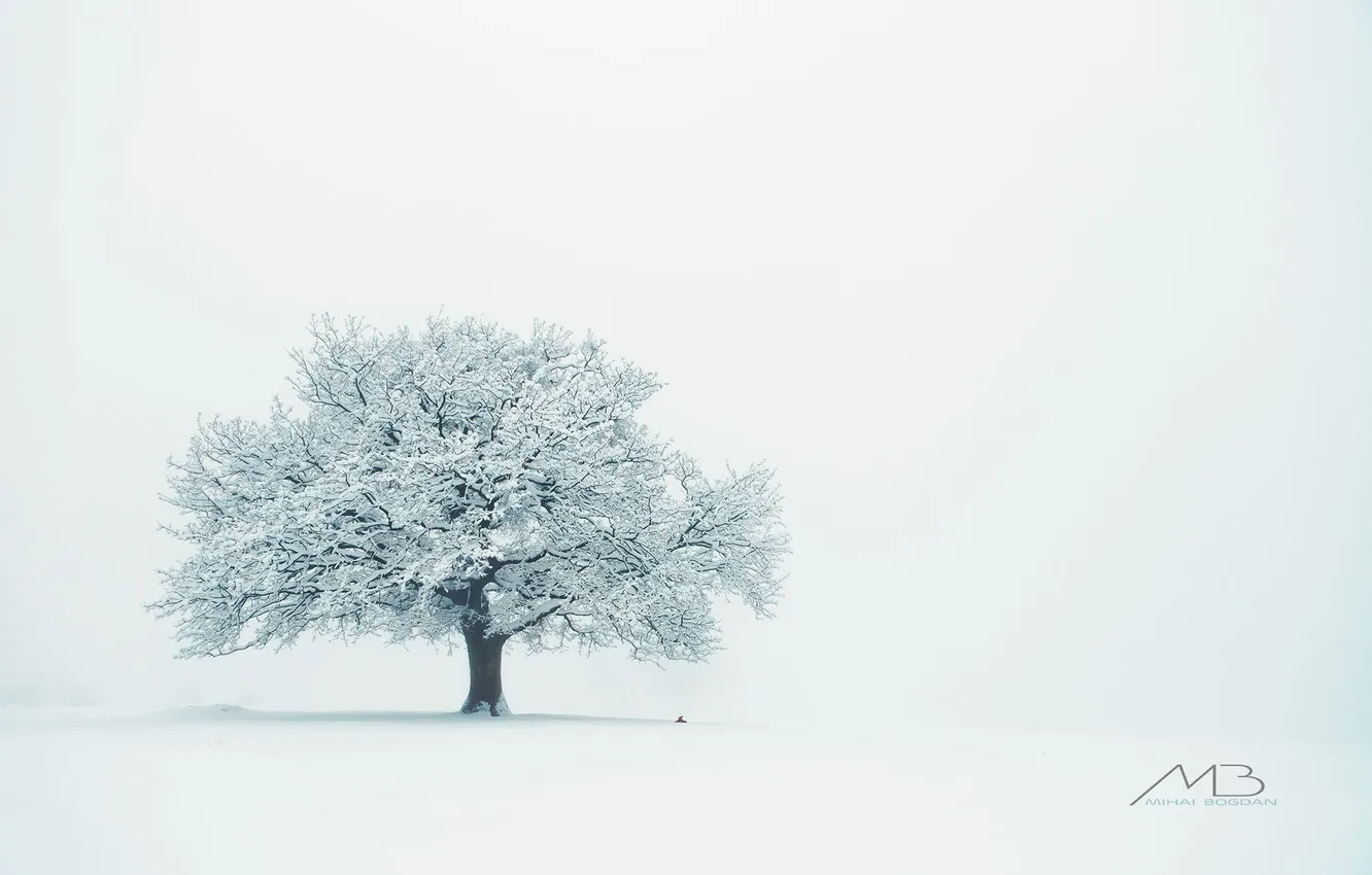Photo wallpaper winter, lonely tree, winter, Mihai Romeo Bogdan