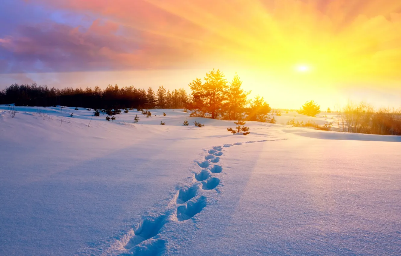 Photo wallpaper cold, winter, field, the sky, the sun, snow, trees, sunset