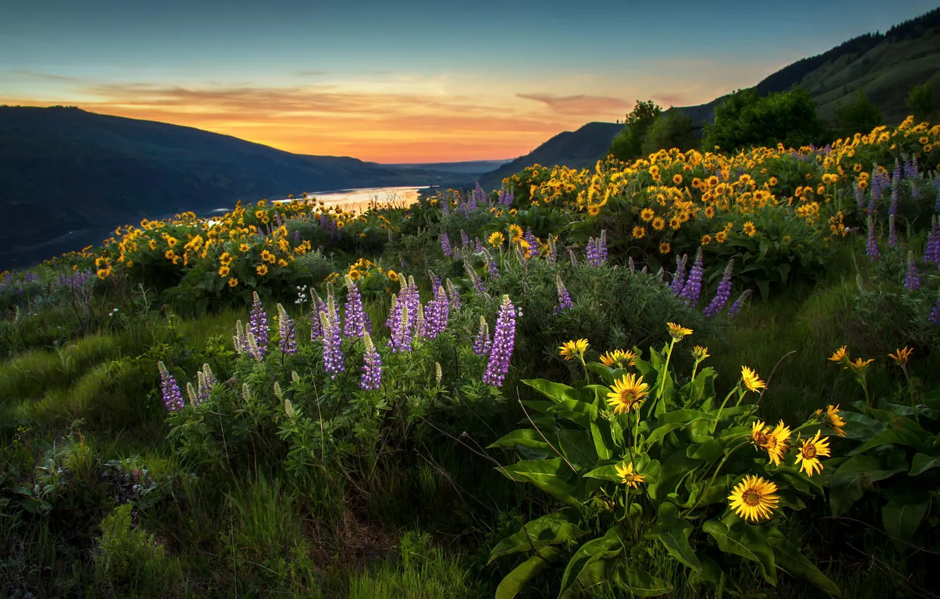 Photo wallpaper landscape, flowers, mountains, valley