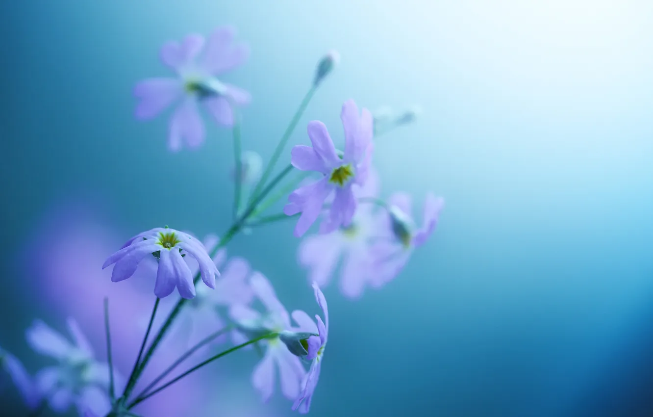 Photo wallpaper flowers, background, gentle, violet