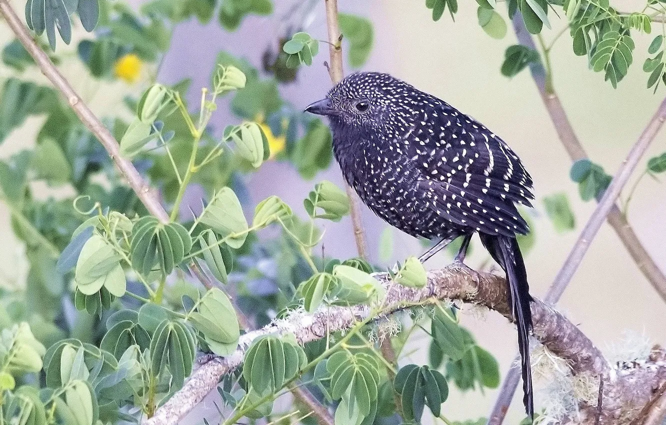 Photo wallpaper leaves, trees, branches, bird