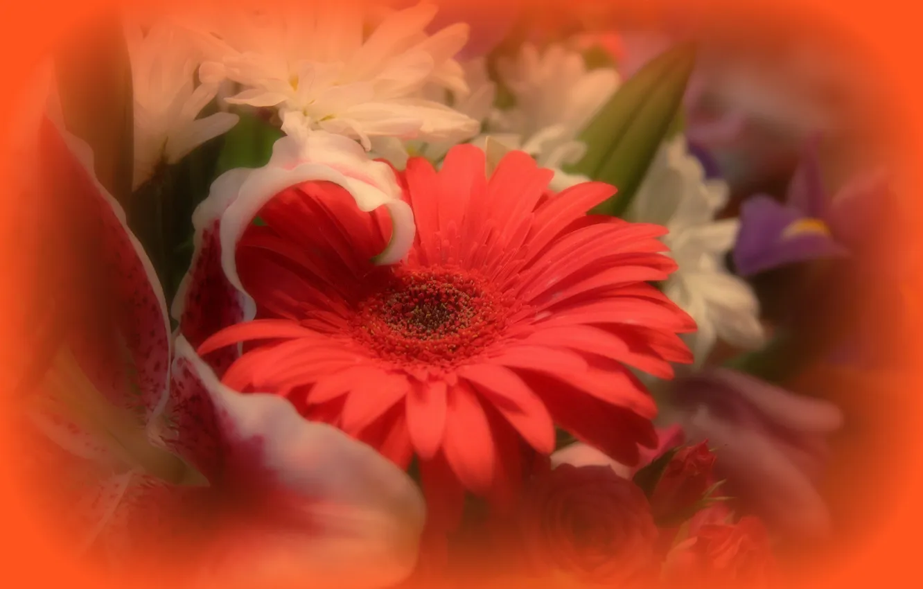 Photo wallpaper macro, bouquet, petals, gerbera