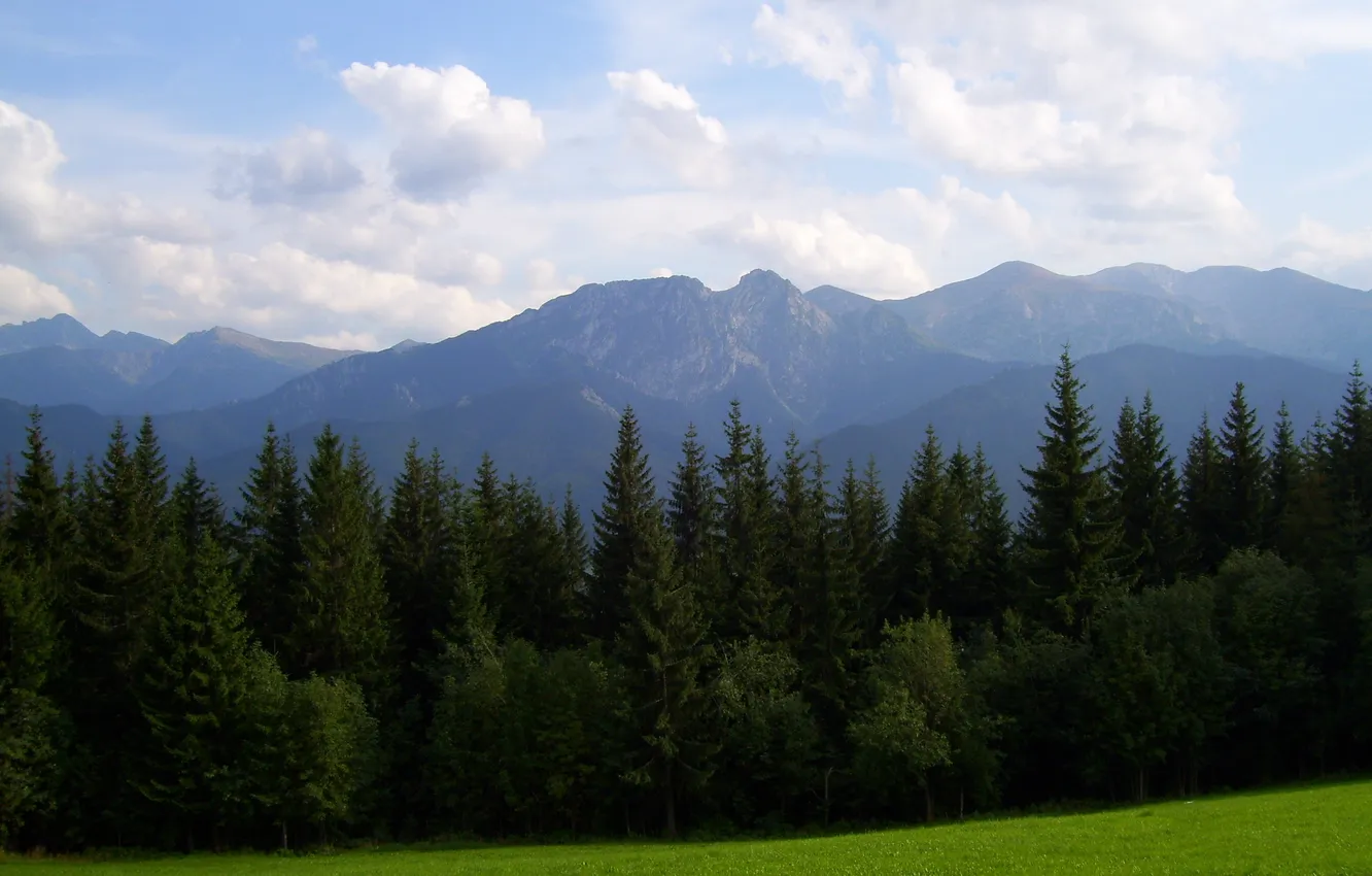 Photo wallpaper forest, the sky, grass, clouds, trees, mountains, nature, glade