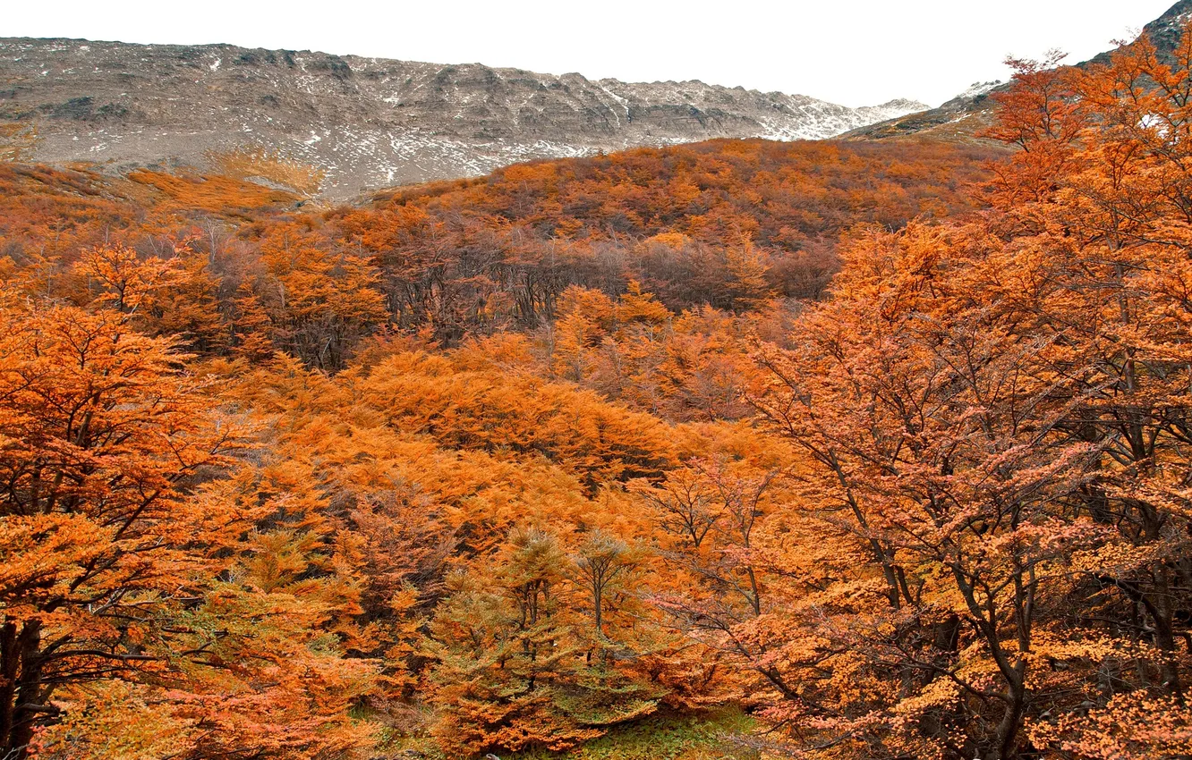 Photo wallpaper autumn, forest, trees, mountains, slope