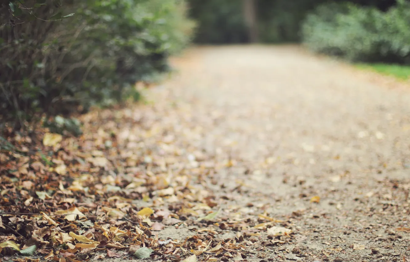 Photo wallpaper road, autumn, leaves