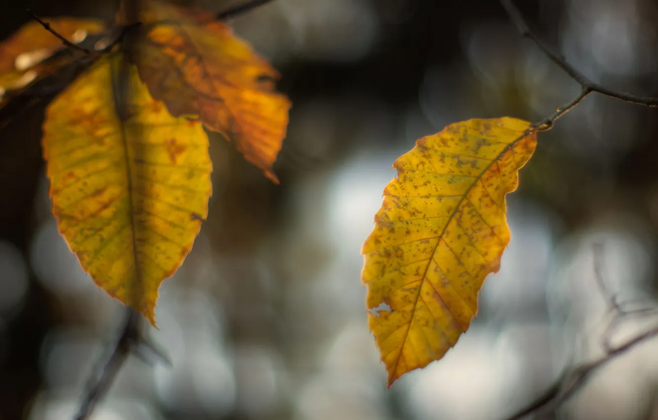 Photo wallpaper leaves, branches, yellow, glare, background, blur, effect