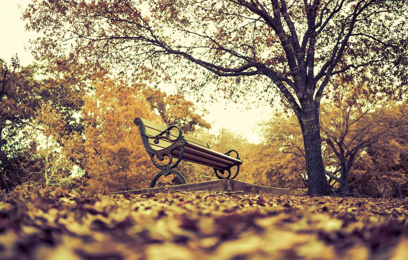 Photo wallpaper autumn, leaves, trees, Park, bench