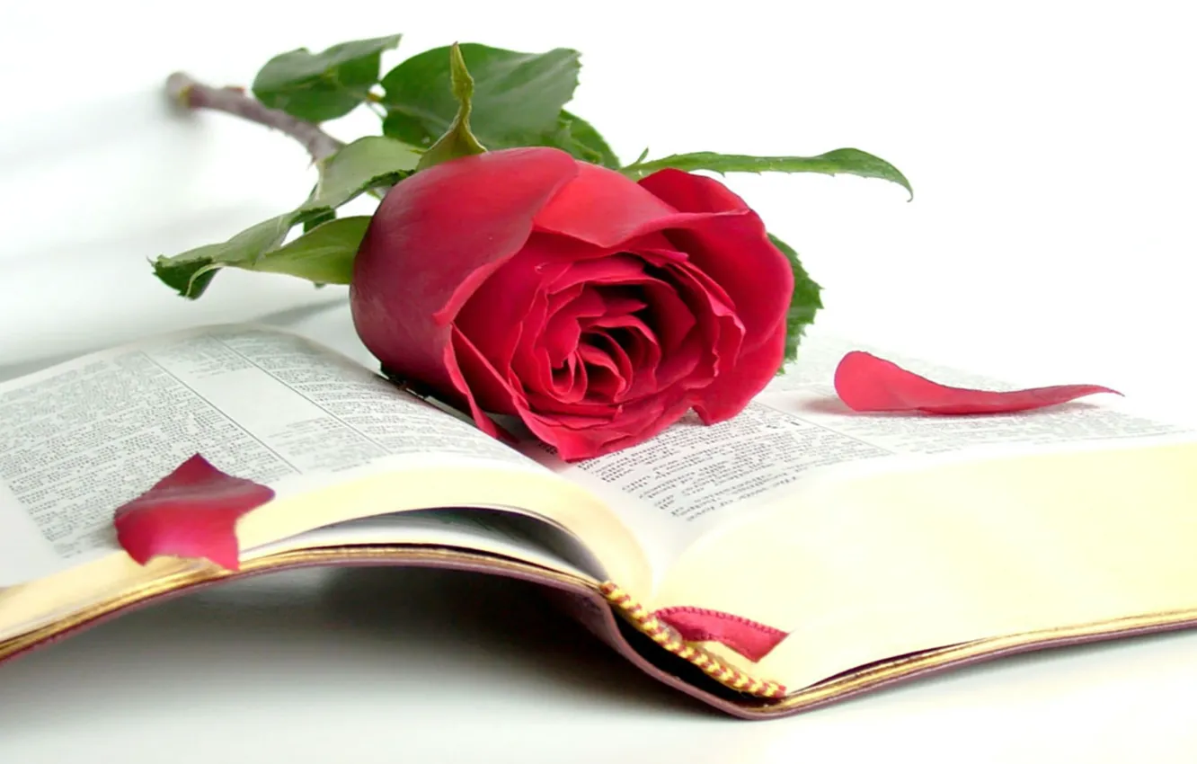 Photo wallpaper rose, beauty, book, the Bible, open book, wisdom