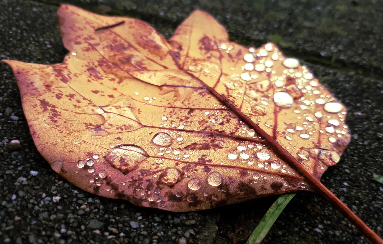 Photo wallpaper autumn, leaves, macro, morning, drops, dew