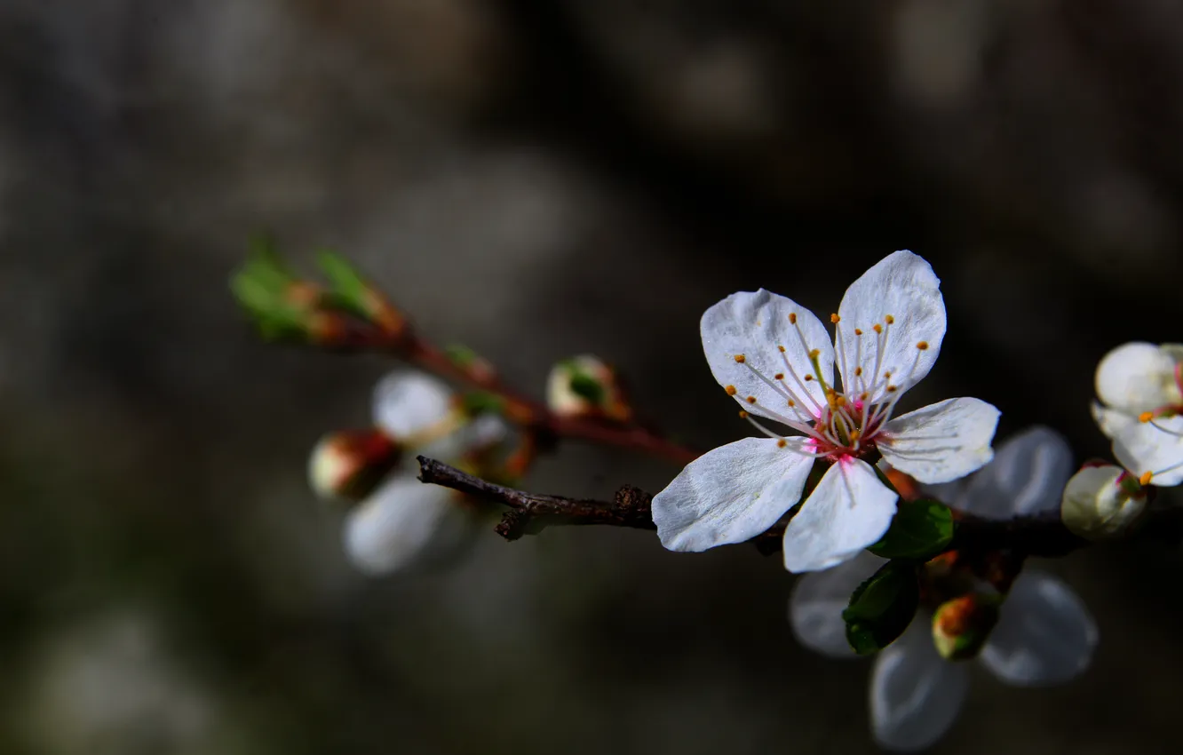 Photo wallpaper white, flower, flowering tree