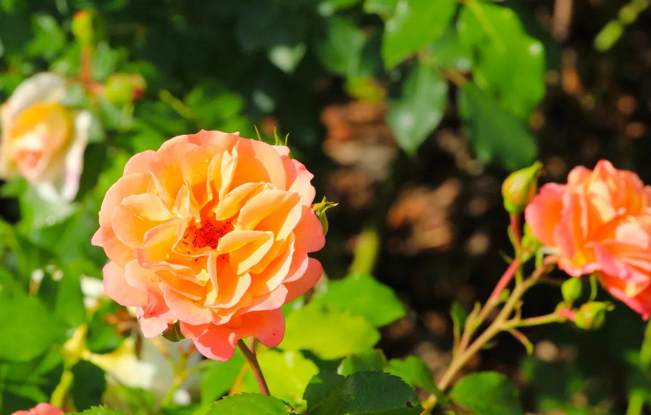 Photo wallpaper rose, flower, blooming