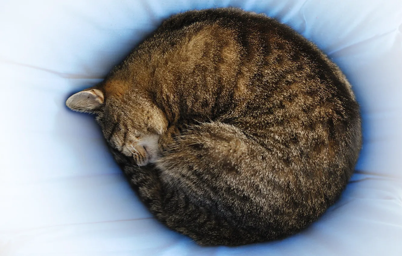 Photo wallpaper cat, sleeping, photographer, Giovanni Zacche, pulsata, a ball