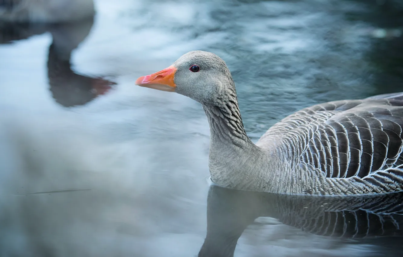 Photo wallpaper grey, bird, pond, geese
