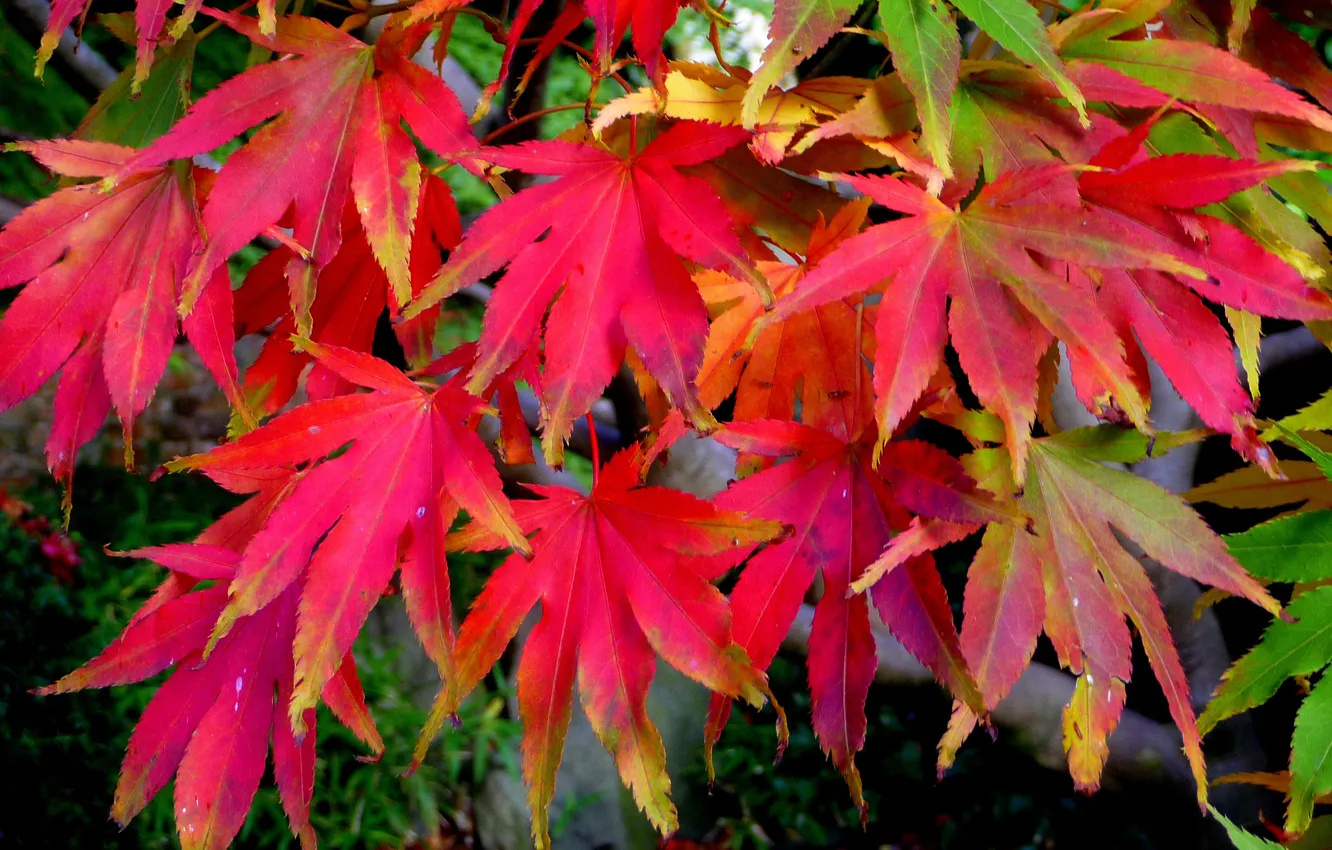 Photo wallpaper autumn, leaves, macro, maple, the crimson