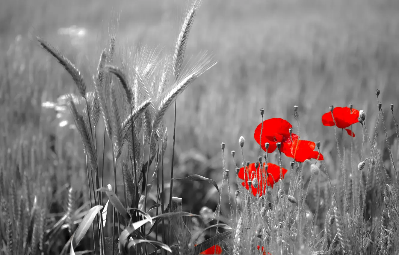 Photo wallpaper summer, Maki, ears