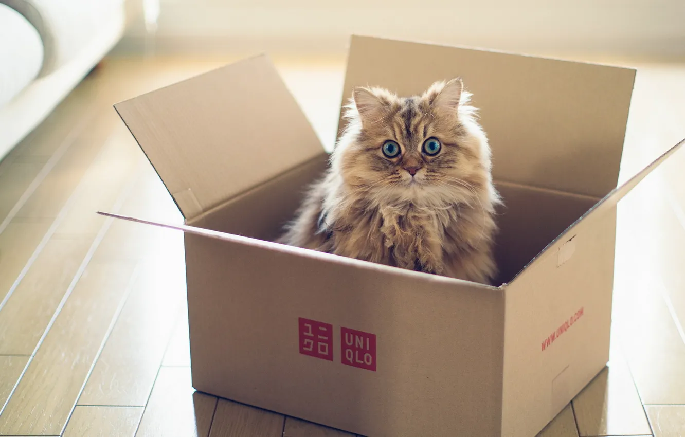 Photo wallpaper cat, box, torode