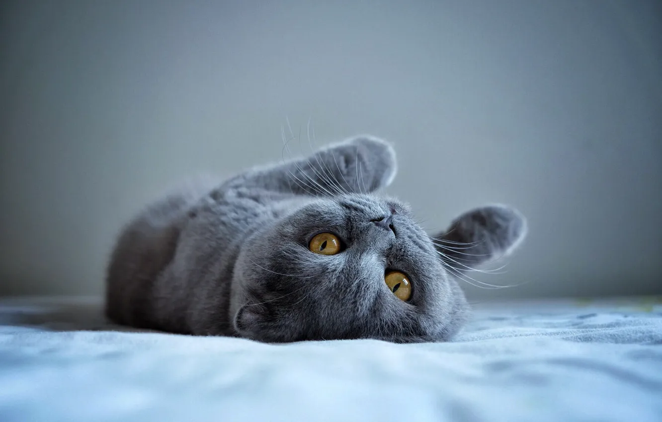 Photo wallpaper cat, look, pose, kitty, grey, legs, bed, lies