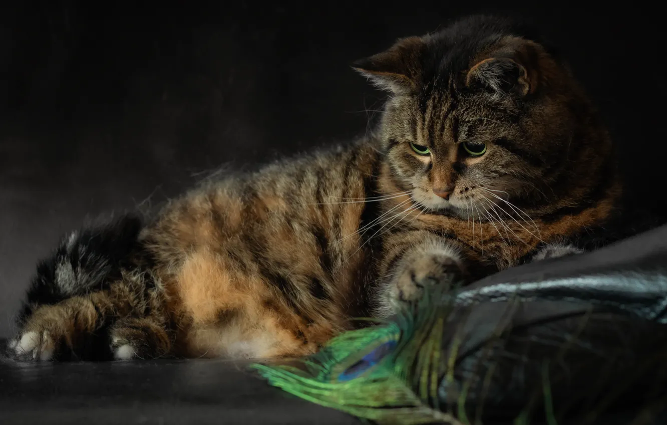 Photo wallpaper pose, look, cat, face, cat