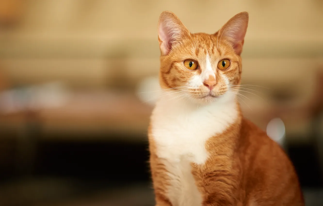 Photo wallpaper cat, cat, red