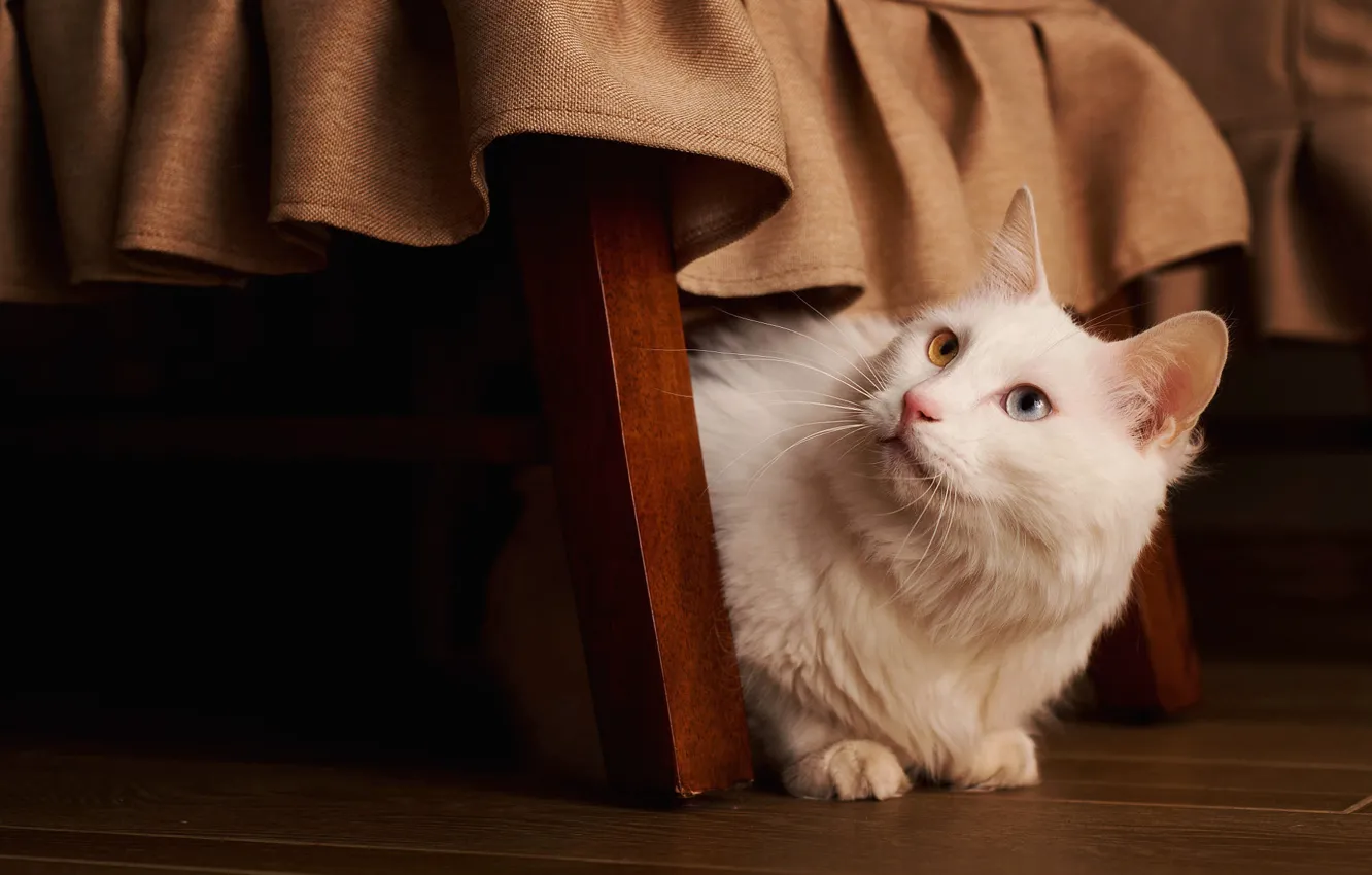 Photo wallpaper cat, white, cat, look, background, dark, furniture, chair