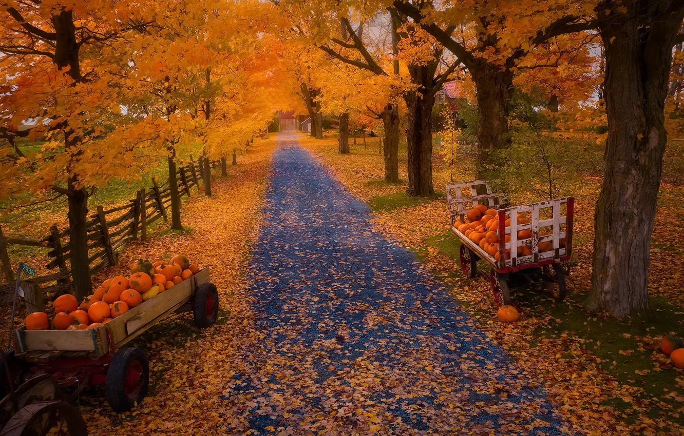 Photo wallpaper autumn, nature, pumpkin