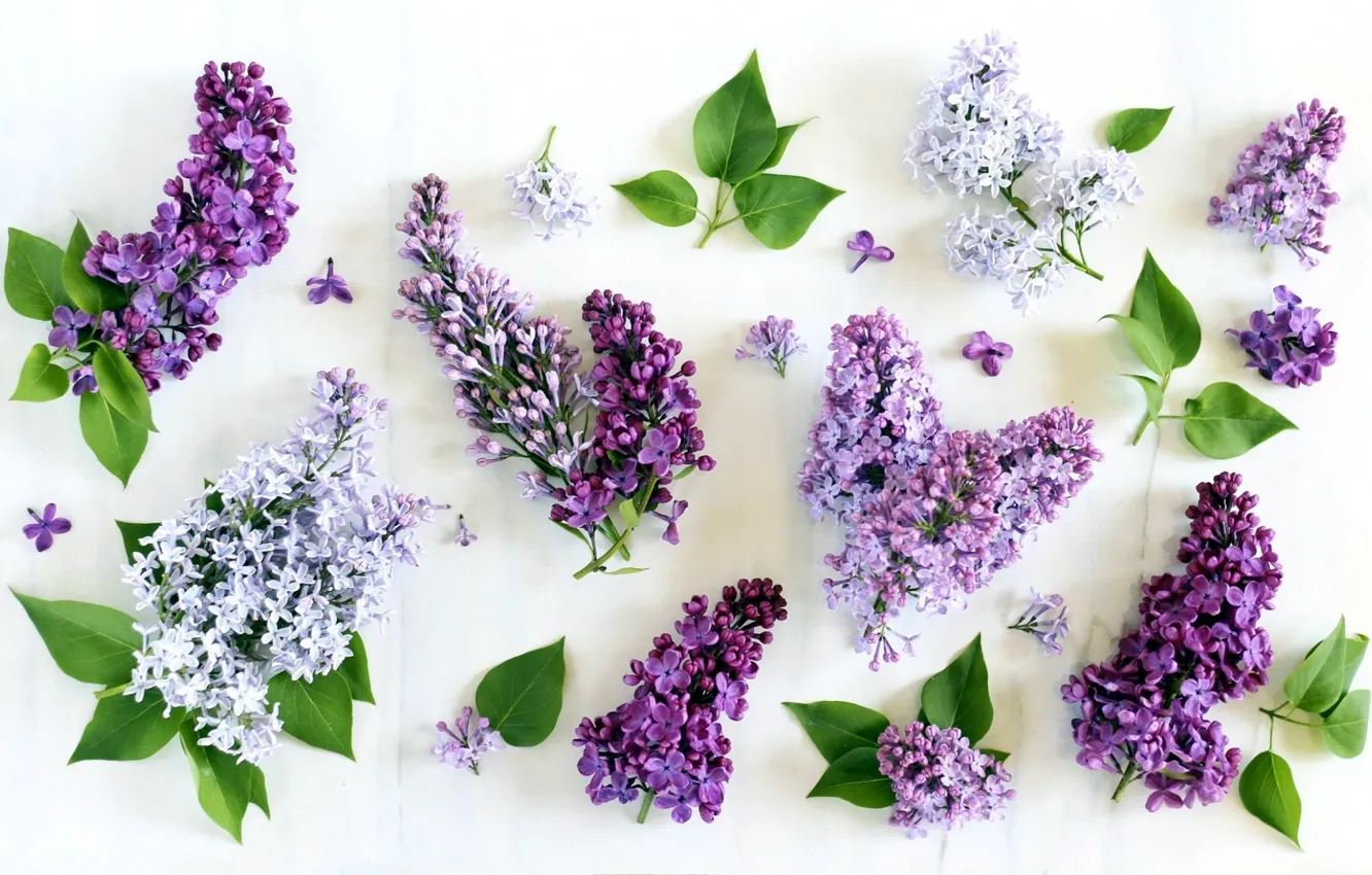 Photo wallpaper flowers, white background, lilac
