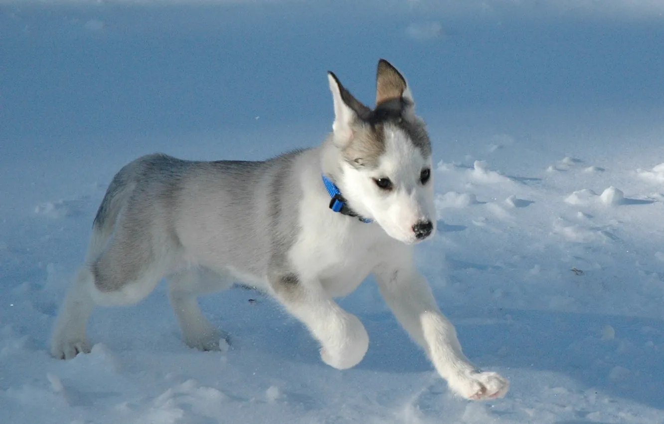 Photo wallpaper white, Snow, puppy