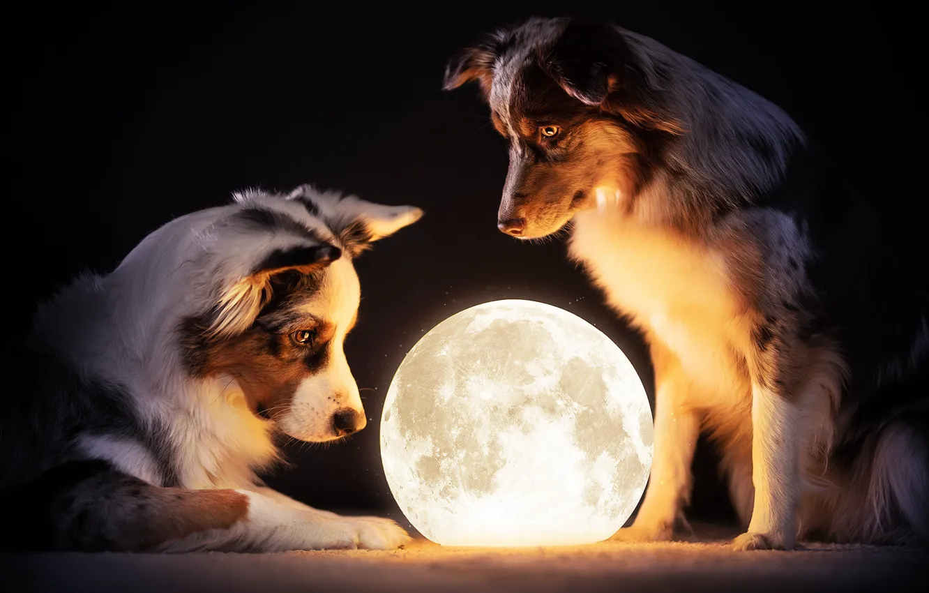 Photo wallpaper dogs, look, light, night, pose, interest, the dark background, the moon