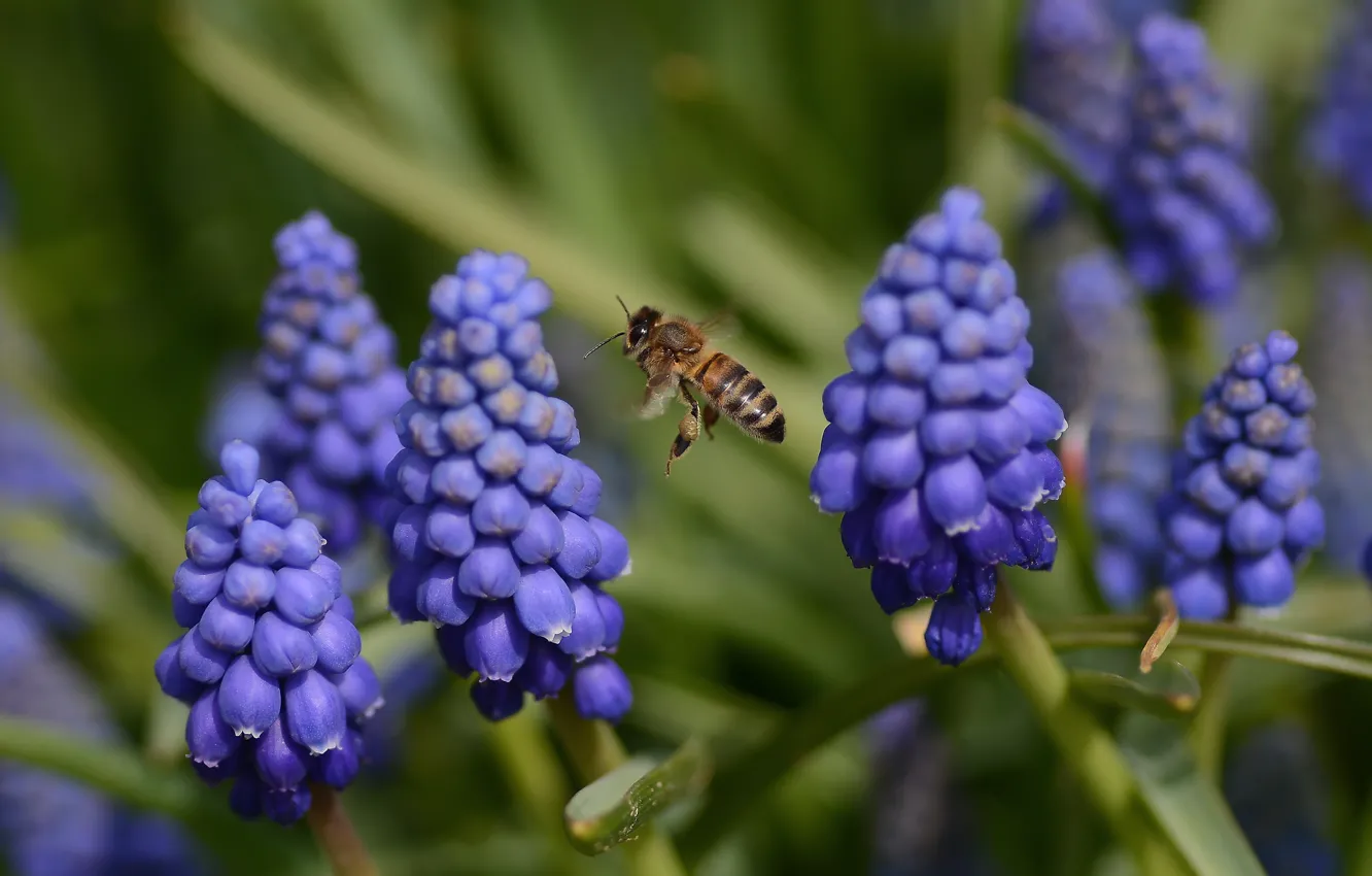 Photo wallpaper flight, flowers, spring, bee, muskarci