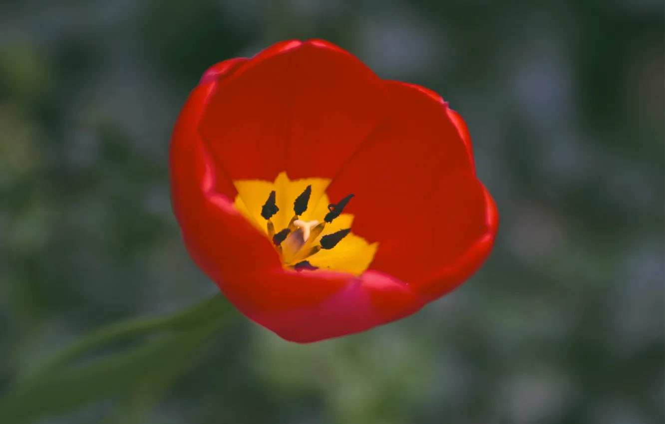 Photo wallpaper macro, yellow, red, one, focus, petals, tulips, red
