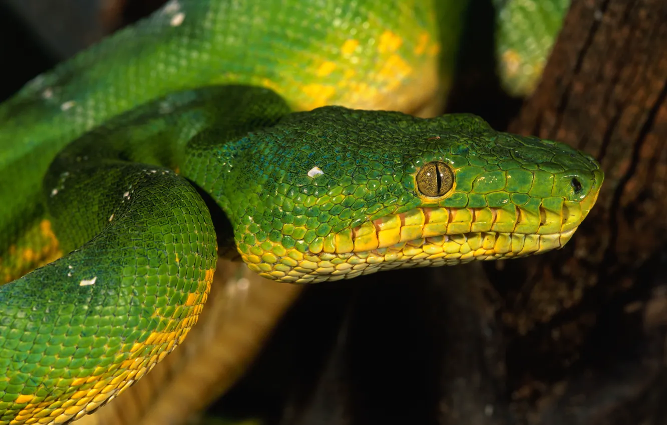 Photo wallpaper eyes, snake, scales, green