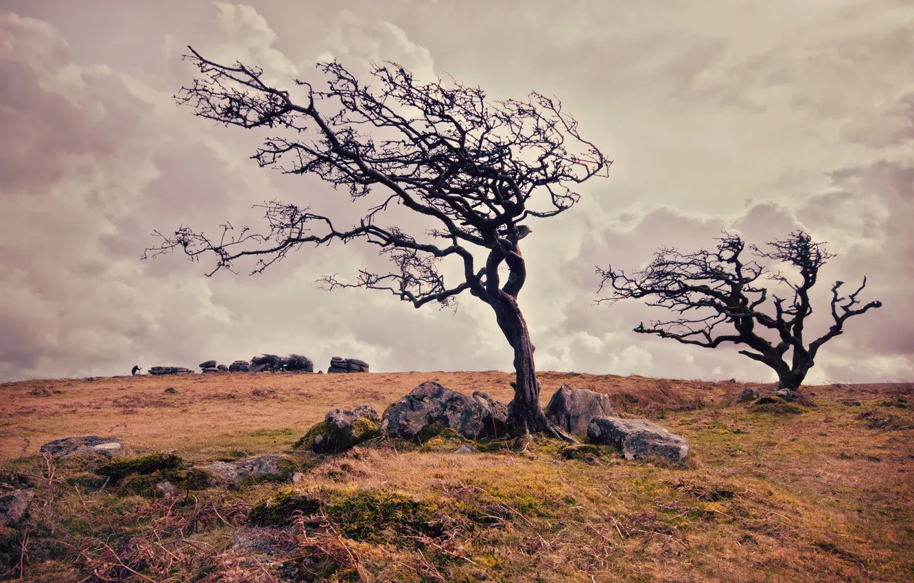 Photo wallpaper field, trees, landscape, nature